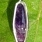 Sterling silver caged Amethyst on a neck wire.